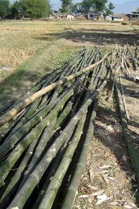 Fourniture de 100% poteaux en bambou naturel/matériau en bambou brut du Vietnam/en stock tube de poteau en bambou grande quantité - Product Image 6