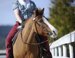 Venta al por mayor Pelham boca de rodillo de cobre de una sola junta brocas occidentales equipo de acero inoxidable gran oferta equitación ecuestre - Product Image 5