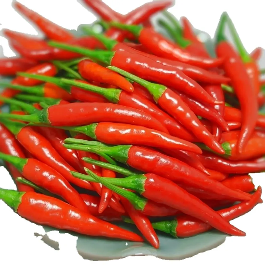 Dry Red Chili Hot Chili Best selling in Vietnam in bulk competitive price // Neal ( +84 876 398 017)