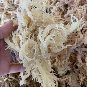 Directement du Vietnam! Vente en gros de superaliments de mousse de mer sauvages et crus pour la désintoxication Meilleure qualité et prix Commandes en gros acceptées - Product Image 2