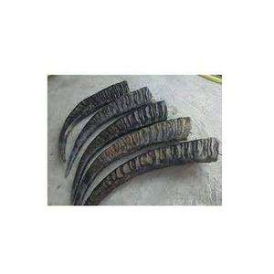 Corne de Shofar artisanale naturelle de haute qualité en gros corne de bélier de Humran Export - Product Image 2