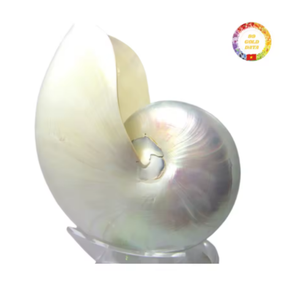 Concha de Nautilus pulida natural | Concha marina en espiral real para decoración del hogar y exhibición temática del océano - Product Image 6