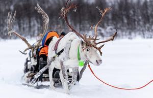 พวงมาลัยไม้ขนาดใหญ่สำหรับตกแต่งเทศกาลคริสต์มาสในบ้านสวนในเทศกาลงานปาร์ตี้ปรับแต่งสีได้ตามต้องการ - Product Image 3