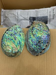 เปลือกหอยเป๋าฮื้อที่สวยงามสำหรับการตกแต่งบ้านศิลปะอุปกรณ์งานฝีมือระดับพรีเมี่ยมและการออกแบบเครื่องประดับที่กำหนดเองด้วยความสง่างามของมหาสมุทร - Product Image 2