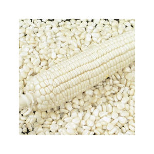 Maíz blanco agrietado/roto seco/maíz no GMO apto para alimentación animal - Product Image 4