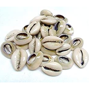 Conchas de Cauri Vietnamitas al por Mayor - Concha de Cauri Natural al Mejor Precio para Exportación - Product Image 1