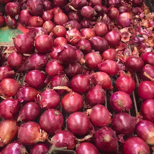 Cebolla Roja Orgánica de la Mejor Calidad, Nueva Cosecha, Sin Pelar, Precio de Exportación de Fábrica al por Mayor, 25 kg - Product Image 6