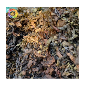 Poudre d'algues Sargassum et poudre d'algues vertes pour engrais, approvisionnement en vrac d'algues vertes pour les cultures, algues comestibles Sargassum - Product Image 2