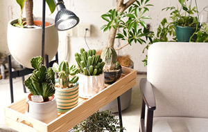 Lampe de croissance des plantes au sol LED moderne Neo Amateras 20W, qualité exceptionnelle avec de grandes ventes - Product Image 2