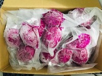 Hot Selling Vietnam Frozen Dragon Fruit Slice White /Frozen Pitaya From Vietnam