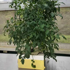 שרה משפחתית מרפסת הידרופוניקה מערכות גידול מגדל עגבניות ציוד שתילה הידרופוני מערכת הידרופוניקה