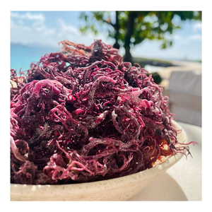 MOUSSE DE MER POURPRE SÉCHÉE-Prix raisonnable de haute qualité du Vietnam // Mme Beatrix - Product Image 1