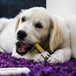 Chupón de Queso de Yak Orgánico Europeo para Perros - Saludable, 5 Pulgadas, Estilo Animal y Náutico, Alimento Seco para Perros, Golosina para Mascotas - Product Image 4