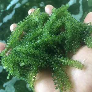 TOP SELLING SEA GRAPES-GETROCKNETE MEERES TRAUBEN NATÜRLICH KÖSTLICHE MEERES TRAUBEN Hohe Qualität