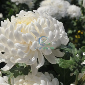 Premium Vietnamese Dried Chrysanthemum <b>Flowers</b> - Natural Floral Tea Ingredient - Product Image 5