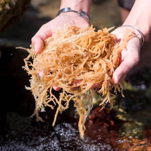 MEJOR 2025, SEAMOSS DE ALTA CALIDAD CON PRECIO COMPETITIVO, DE VIETNAM - Product Image 1