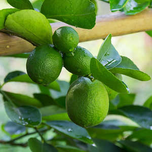 Limón Fresco Natural Sin Semillas VIOT Origen Vietnam Fruta Cítrica Verde Sin Residuos Químicos Seguro para la Salud Exportación 6cm 0.1kg Alto - Product Image 4