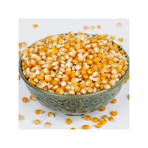 Maíz amarillo en bolsas de 50 kg disponible para compradores internacionales - Product Image 3