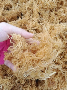 Eucheuma Cottonii Sea Moss <b>Seaweed</b> From Dried Seafood Exporter Viet Nam - Product Image 2