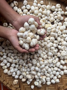 Makhana (Noix de Renard) Brutes Non Torréfiées les Plus Vendues pour Assaisonnement, Recettes de Cuisson et Grillades – Approvisionnement Mondial Disponible - Product Image 5