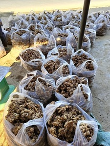 Bulk <b>fresh</b> <b>ginger</b> from Vietnam Vietnamese agricultural products supplier Bao Tram Anh Company - Product Image 4