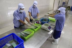 ใบมันสำปะหลังแช่แข็งคุณภาพสูงใบมันสำปะหลังแช่แข็งจำนวนมากจากเวียดนามเกรดอาหารสำหรับขายส่งจัดส่งรวดเร็วสำหรับการส่งออก - Product Image 3