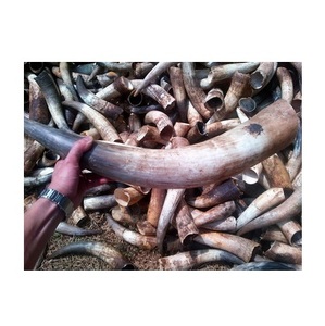 เขาวัวทำมือสำหรับของขวัญและการตกแต่งที่ไม่เหมือนใคร - Product Image 6