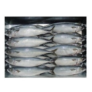 Pescado Congelado: Caballa del Pacífico - Suministro al por Mayor de Caballa del Pacífico - Product Image 1
