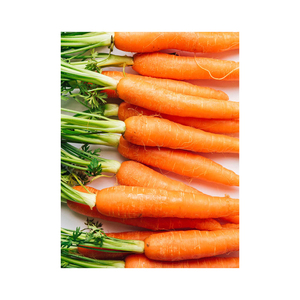 Proveedor de Verduras Frescas al Por Mayor al Precio Más Bajo, Zanahorias Naranjas con Entrega Rápida, Compre Zanahorias Naturales Frescas en Venta, Obtenga la Cosecha Más Reciente - Product Image 4