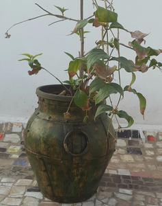 Maceta de Latón de Alta Calidad para Jardines Domésticos y Espacios de Oficina, para Exhibición de Suculentas y Plantas Decorativas - Product Image 3