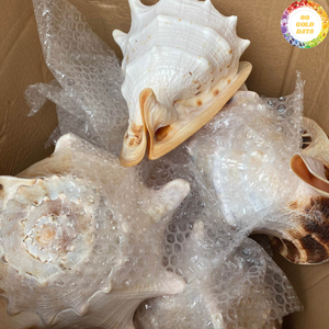 Concha Natural de Calidad Cassis Madagascariensis de Vietnam Diseñada para Proyectos de Arte Creativo y Usos Decorativos - Product Image 1