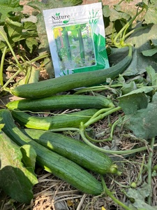 Semillas Híbridas de Calabaza Esponjosa DIL PASAND F1, 99.99% Puras, 85% de Germinación - Product Image 4