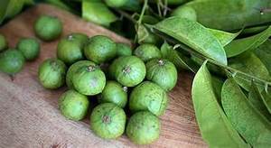 SUPERFRUIT DRACONTOMELON CONGELÉ PREMIUM AVEC FEUILLE DE CATAPPA TERMINALIA PURE POUR UN SOUTIEN IMMUNITAIRE COMPLET ET LE BIEN-ÊTRE. - Product Image 3