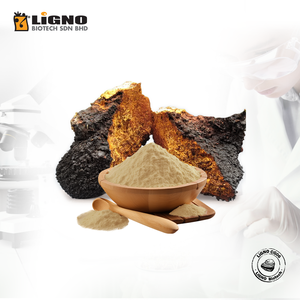 Malaisie LiGNO CG06 Champignon Chaga Complément alimentaire naturel pour le bien-être Énergie OEM ODM Poudre nutraceutique haut de gamme - Product Image 1