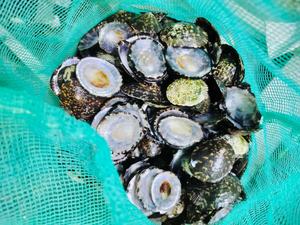 Concha de limpet ovalada natural de Vietnam para la fabricación de joyas, artesanía e incrustaciones con superficie pulida de nácar iridiscente. - Product Image 4