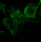 Bestscope BUC5IA-2000C 20MP USB3.0 Khoa Học Làm mát bằng kính hiển vi máy ảnh-15 ° C Peltier làm mát, tiếng ồn thấp cho huỳnh quang hình ảnh - Product Image 5