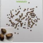 100 pezzi semi rari semi di mora rossa seme di nuovo raccolto biologico terreno in vaso
