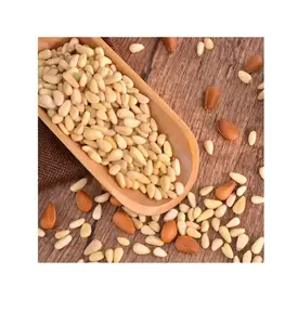 Premium Grade 100% Natural Pine Nuts Wild Pine Nuts Organic Pine Nuts Kernels with Shells Wholesale Prices