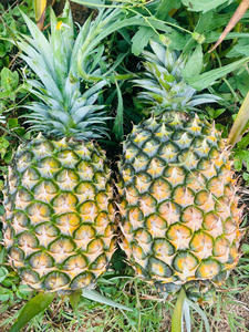 Piña fresca y jugosa para exportación desde Vietnam, fruta tropical dulce de primera calidad, proveedor mayorista - Product Image 6