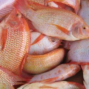 Nouveau stock vivaneau rouge congelé poisson obèse de haute qualité - Product Image 2