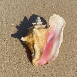 El mejor precio al por mayor, conchas marinas rosadas de Vietnam, Material de concha, técnica pulida - Product Image 3