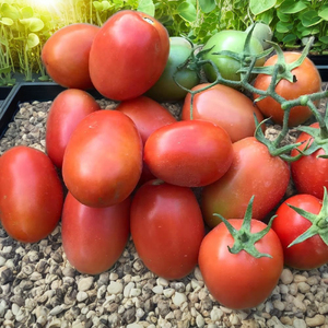 Graines de tomates hybrides Moon Star Super Star F1 - Durée de conservation de 2 ans - Product Image 1