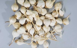 Honey Garlic Jar Natural Ingredient for Sauces Dishes and Daily Cooking - Product Image 2