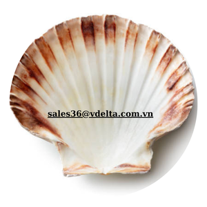 เปลือกหอยแห้งสำหรับอบเปลือกหอยสำหรับอาหาร-พร้อมส่งออกจากเวียดนาม // Mr. Kevin - Product Image 3