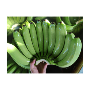 Bananes Cavendish fraîches du Vietnam récoltées avec un bon choix Bananes fraîches Fruits tropicaux Meilleur fournisseur 99GD Banane fraîche - Product Image 2