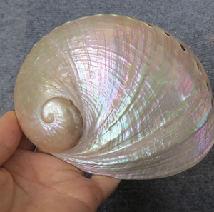 Venta al por mayor tamaño de concha de abulón 10 a 15cm para proyectos de arte y exhibición interior - Product Image 6