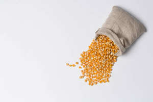 เมล็ดข้าวโพดสีเหลืองจากประเทศไทย/แอฟริกาเมล็ดข้าวโพดแห้งปราศจากจีเอ็มโอ - Product Image 6