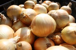 Brotes Frescos de Cebolla Amarilla Orgánica en Venta - Product Image 4