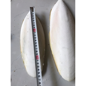 Os de seiche, os de calmar séché - HAUTE QUALITÉ - MEILLEUR PRIX - VIETNAM/ Mme Lucinda - Product Image 2