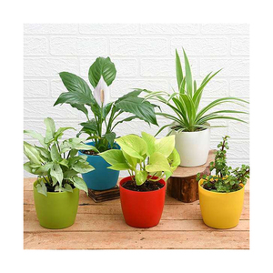 Plantación de plántulas verdes ecológicas Macetas y contenedores de vivero - Product Image 1